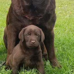 Labrador Retriever and Redbone Coonhound Puppies from Rimfire Kennels