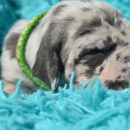 Green Collar Blue Merle Female - Merlequin female Great Dane puppy in Alvarado, Texas from Texas Blue Danes