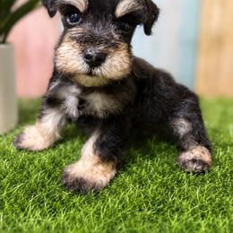 Oscar - Black and silver male Miniature Schnauzer puppy in Lufkin, Texas from C&K’s Schnauzer House