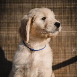 Apollo - Cream male Goldendoodle puppy in Portsmouth, Virginia from Hopping Howlers Ranch