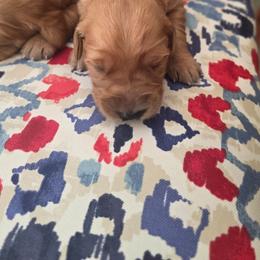 Reba - Dark golden female Golden Retriever puppy in Lebanon, Oregon from SnowPeakPaws