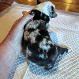 Miniature Australian Shepherd Puppies from Kusch Farm Mini Aussies