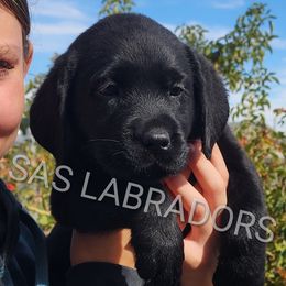 Boy 2 - Labrador Retriever puppy from Sweet As Sugar Labradors