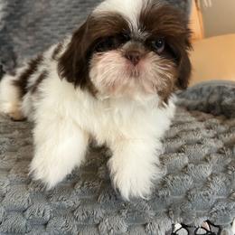 Boy 1 - Liver and white male Shih Tzu puppy in Dallas, Texas from A Sassy Soul Shih-Tzu