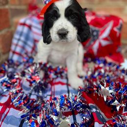 Girl 3 - English Springer Spaniel puppy in Swainsboro, Georgia from Sweet Georgia Springers