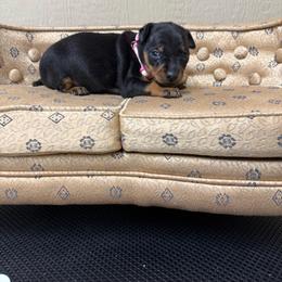 Lilly - Black and rust female Miniature Pinscher puppy in Atoka, Oklahoma from Boggy Depot Cavaliers & Friends