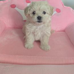 GIRLY GIRL - White female Maltese puppy in Nevada from LAS VEGAS PUPPY