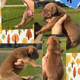 Jack o lantern - Chocolate male Great Dane puppy in Wellsville, New York from Prophecy Danes