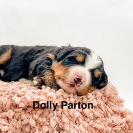 Dolly Parton - Black rust and white female Bernese Mountain Dog puppy in Hudson, Indiana from TurkeyCreek-K9