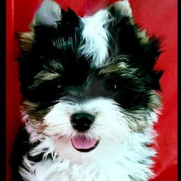 Knox - Parti male Yorkshire Terrier puppy in Amelia Court House, Virginia from Bello Toys
