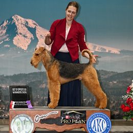 Lewis - Airedale Terrier