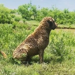 Buck - Chesapeake Bay Retriever
