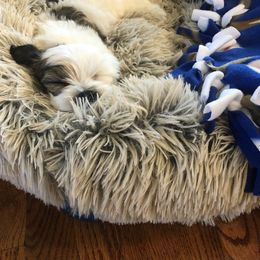 Havanese Puppies from My Heavenly Havanese Puppies