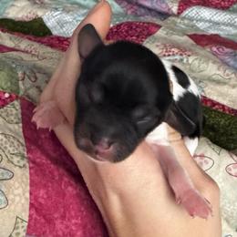 Luna - Tri-color female Cavapoo puppy in Battle Lake, Minnesota from Panda Puppies