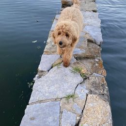 Goldendoodle Puppies from Hobble Creek Farms