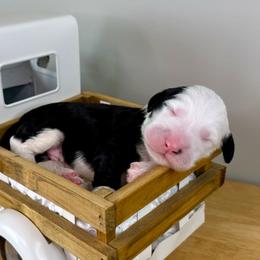 Wooly Bully - Black and white male Sheepadoodle puppy in Adams, Nebraska from Boxcar Doodles and Poodles