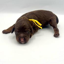 Brownie - Phantom male Bernedoodle puppy in Mount Pleasant, Tennessee from Doodle My Heart