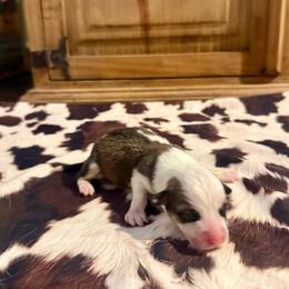 Girl 2 - Red female Pembroke Welsh Corgi puppy in Johnson City, Texas from McCall Creek Corgis