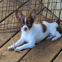 Rachel - Chocolate and white Chihuahua puppy in Pea Ridge, Arkansas from Rockin Robbins Chihuahuas