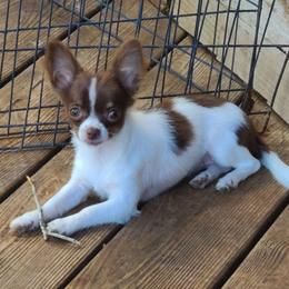 Rachel - Chocolate and white Chihuahua puppy in Pea Ridge, Arkansas from Rockin Robbins Chihuahuas
