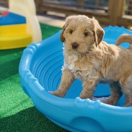 Australian Labradoodle Puppies from Integrity Labradoodles