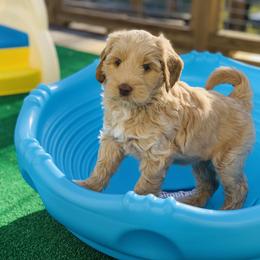 Australian Labradoodle Puppies from Integrity Labradoodles