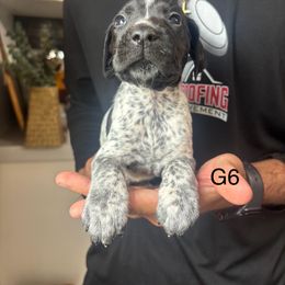 Girl 6 - Black roan female German Shorthaired Pointer puppy in Morriston, Florida from Golden Pointers