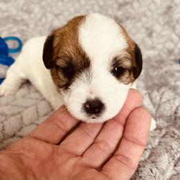 Ivy - White and tan female Russell Terrier puppy in Burns, Tennessee from Terrier Town of Tennessee