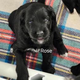 White collar Rose - Black and white female Bernedoodle puppy in Fairmount, Indiana from Capens' Doodles,Poodles and Poo's