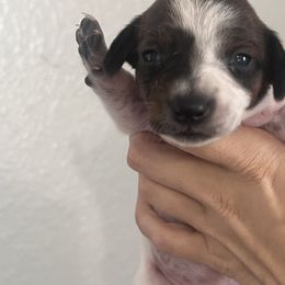 Helen - Piebald female Dachshund puppy in Conroe, Texas from R&M Dachshunds