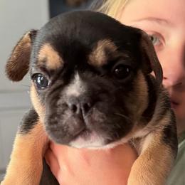 Stella - Tricolors female French Bulldog puppy in Franklin, Pennsylvania from Falco’s Frenchies