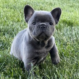 French Bulldog Puppies from Clay Acres Frenchies