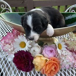 Australian Shepherd Puppies from Discovery Hill Australian Shepherds