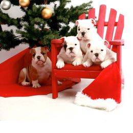 Bulldog and Collie Puppies from Lakewinds Collies & Bulldogs