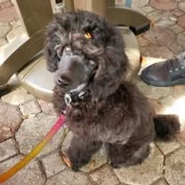 Poodle Puppies from Amari Miniature Poodles