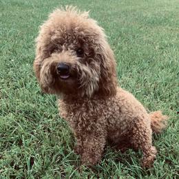 Dash - Poodle