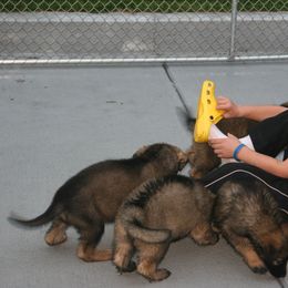 Shiloh Shepherd Puppies from Solace Shilohs