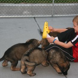 Shiloh Shepherd Puppies from Solace Shilohs