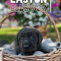 Easton - Charcoal male Dilute Retriever puppy in Puyallup, Washington from 12 Door Farm Labradors