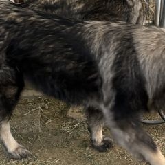Sarplaninacs from KF Bogy’s Farm, LLC