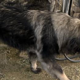 Sarplaninacs from KF Bogy’s Farm, LLC