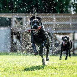 Labrador Retriever All Grown Up from Purpose Bred Labrador Retrievers