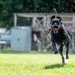 Labrador Retriever All Grown Up from Purpose Bred Labrador Retrievers