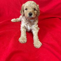 Blue-Mini - Cream male Goldendoodle puppy in Millville, New Jersey from Michelle's Doodles