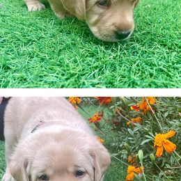 Pink - Labrador Retriever puppy from Ruff Roads Labradors