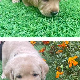 Pink - Labrador Retriever puppy from Ruff Roads Labradors