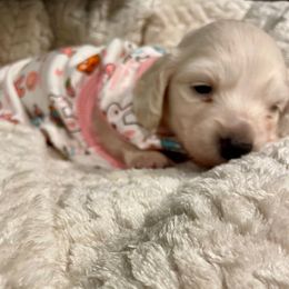 Ann Wilson - Cream female Dachshund puppy in Huntington, Arkansas from Rockstar.Weiners