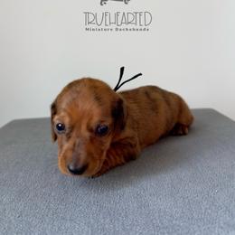 Quade - Dapple male Dachshund puppy in Royse City, Texas from Truehearted Miniature Dachshunds