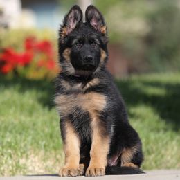 Purple - Black and red German Shepherd puppy in El Dorado, California from von den Bären Shepherds