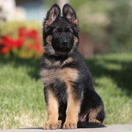 Purple - Black and red German Shepherd puppy in El Dorado, California from von den Bären Shepherds
